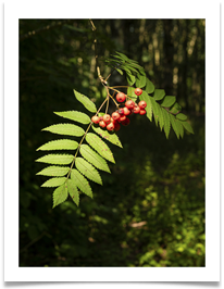 Berries - Bill Rigby
